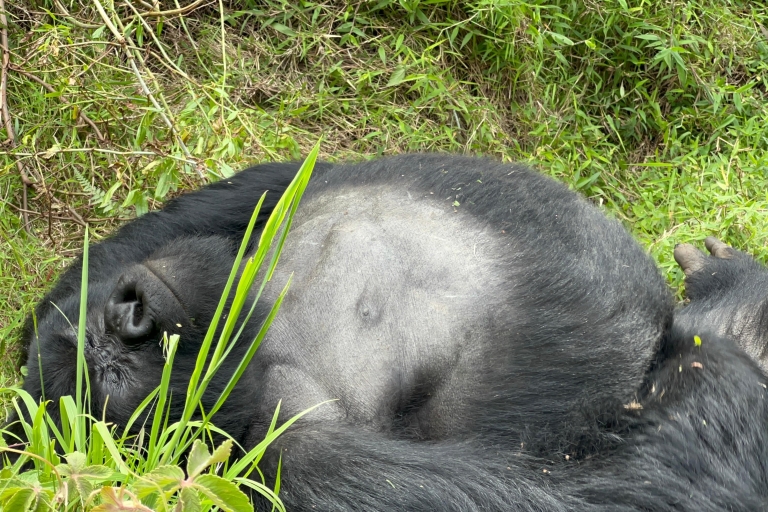 Senderismo de 4 días por el Congo (RDC) en busca de gorilas y Nyiragongo