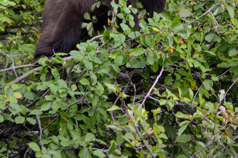 Yellowstone 2 Day Adventure - Upper and Lower Loop Tour