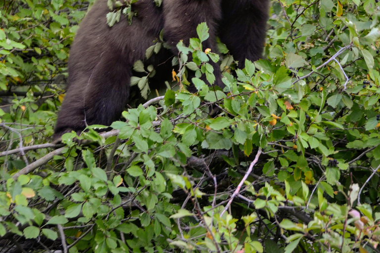 Yellowstone 2 Day Adventure - Upper and Lower Loop Tour