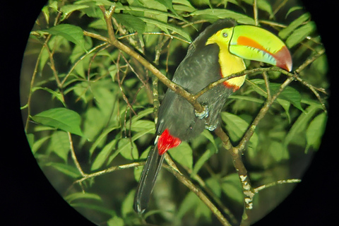Santa Elena: Wildlife Refuge Monteverde Night Walking Tour