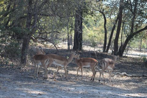 Chobe Morning Game Drive Safari from Livingstone & Vic Falls