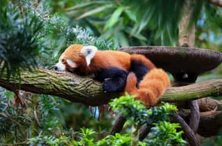 Singapur: Zoo- und Nachtsafari-Kombinationen mit Hotel Pick & Drop