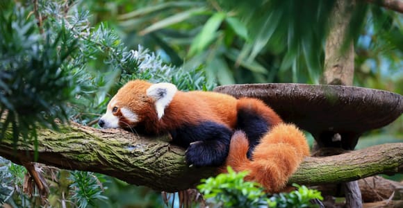 Singapore: Zoo & Night Safari Combos with Hotel Pick & Drop