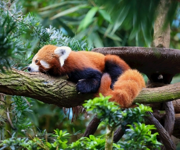 Singapore: Kombinasjoner av dyrepark og nattsafari med henting og levering på hotellet