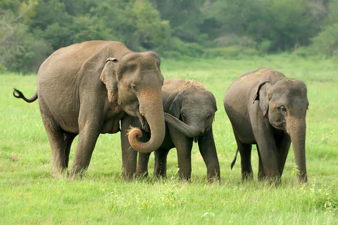 Kerala - paket med Munnar, Thekkady och Alleppey