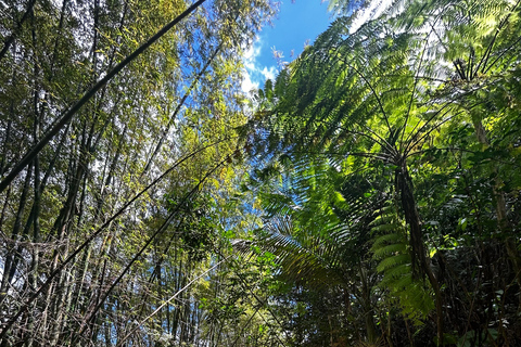 Fajardo : randonnée dans la forêt d'El Yunque, chutes d'eau et toboggan aquatiqueFajardo : Randonnée dans la forêt d'El Yunque, chutes d'eau et toboggan aquatique