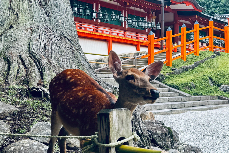 Visita guiada completa ao Templo Todaiji, ao Santuário Kasuga e ao Parque de Nara