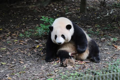 Beijing: Zoo & Giant Panda Pavilion Ticket or Private Tour