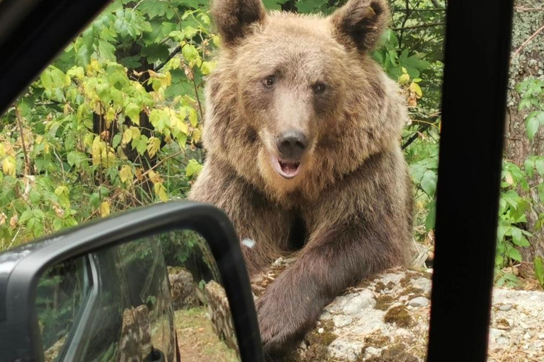 PREMIUM TOUR: Bears Safari on Transfagarasan Road