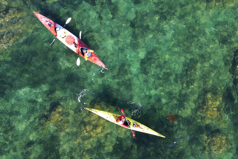 Auckland: Tiritiri Matangi Island Kayak Tour