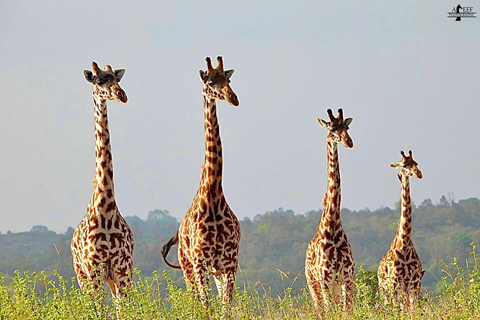 Tour guiado de medio día por el Parque Nacional de Nairobi.