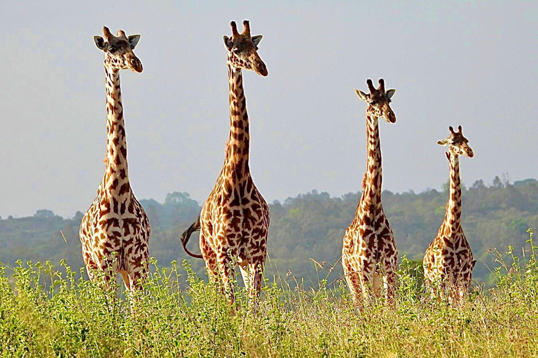 Nairobi National Park half day guided tour.