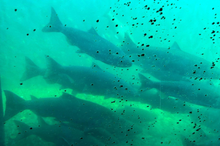 Seattle: City Highlights Guided Tour with Hotel Pickup