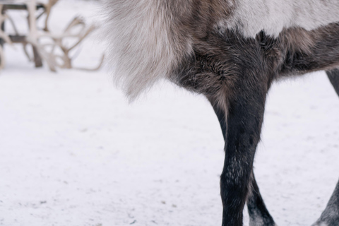 Fairbanks: Reindeer Walk with transportation