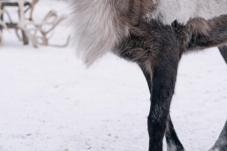 Fairbanks: Paseo de los renos con transporte