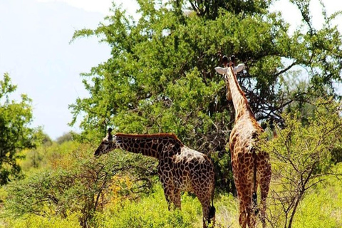 Nairobi: Safari di 6 giorni ai laghi della RiftValley e al Masai Mara con ...