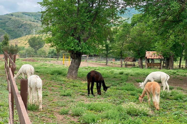 Alpaca boerderij in Shamakhi (Azerbeidzjan) 1 DagStandaard