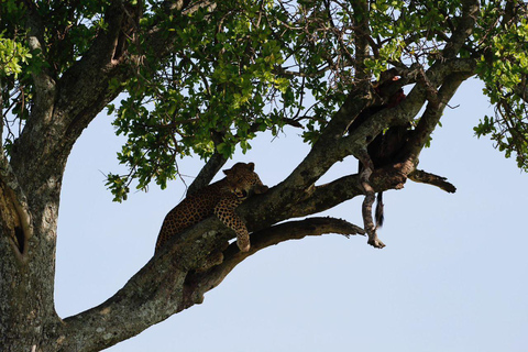 Arusha: Safari de 5 días a Tarangire, Lago Manyara y ...