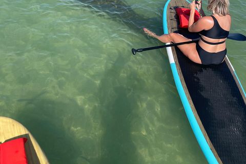 Tour d'avventura con delfini, lamantini e tartarughe marine a Bonita Springs!