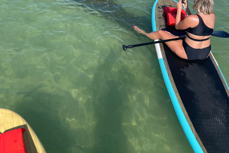 Tour d'avventura con delfini, lamantini e tartarughe marine a Bonita Springs!