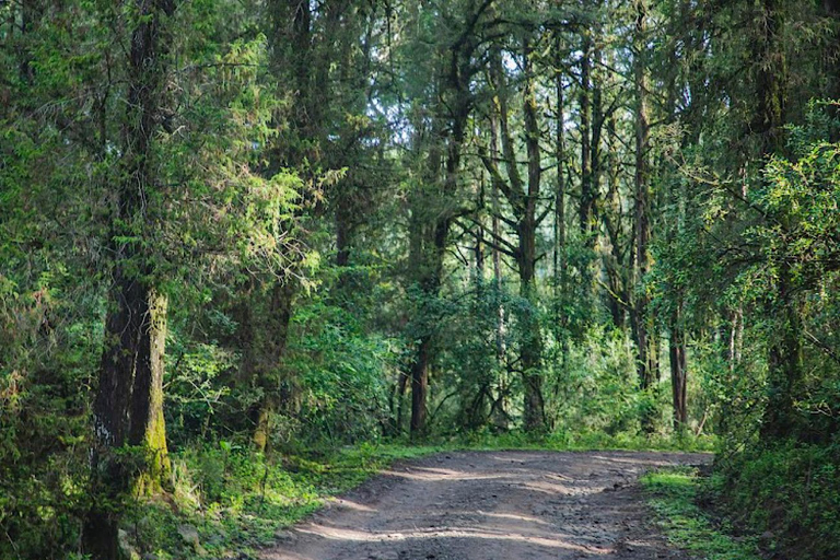 Z Addis Abeby: 2-dniowa wycieczka piesza do Suba Menagesha