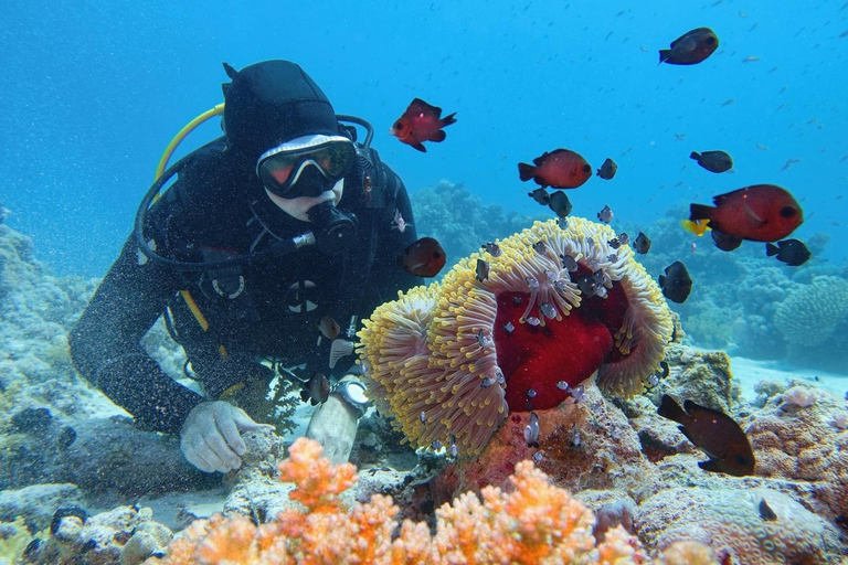Hurghada: Scuba Diving for Certified Divers & Beginners Boat trip for the Certified Divers with Lunch & Transfer
