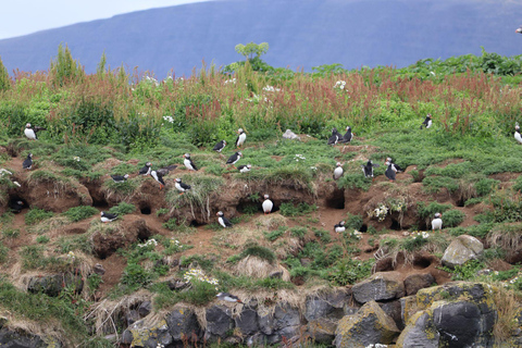 Reykjavik: Excursão para observação de baleias e puffins