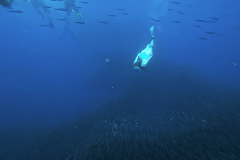 Cebú:Excursión en grupo con tiburón ballena, cascada y carrera de sardinas+Comida