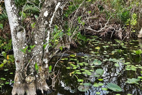 Everglades: boat tour with transportation&amp; entrance included