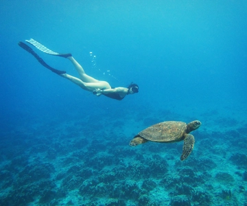 Easter island: Snorqueling tour on coral reefs