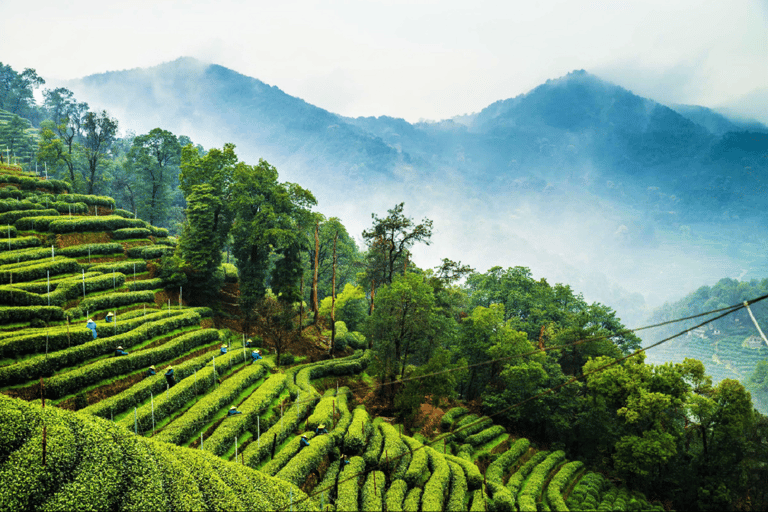 Desde Shanghai: Excursión privada de un día a Hangzhou en tren bala