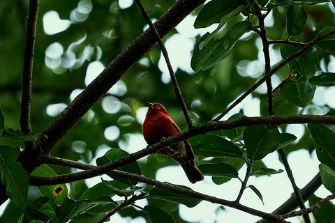 From Nairobi: Ondiri Wetland Guided Walking Tour