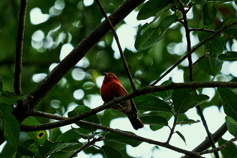 From Nairobi: Ondiri Wetland Guided Walking Tour