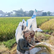 Rice Field, Suspension Bridge, White Crater & Coffee plant!