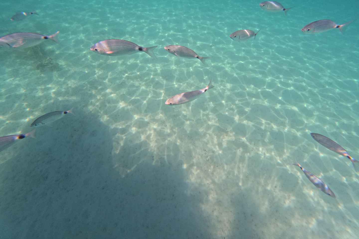 Zadar: Half day Speedboat tour with Snorkeling and Drinks