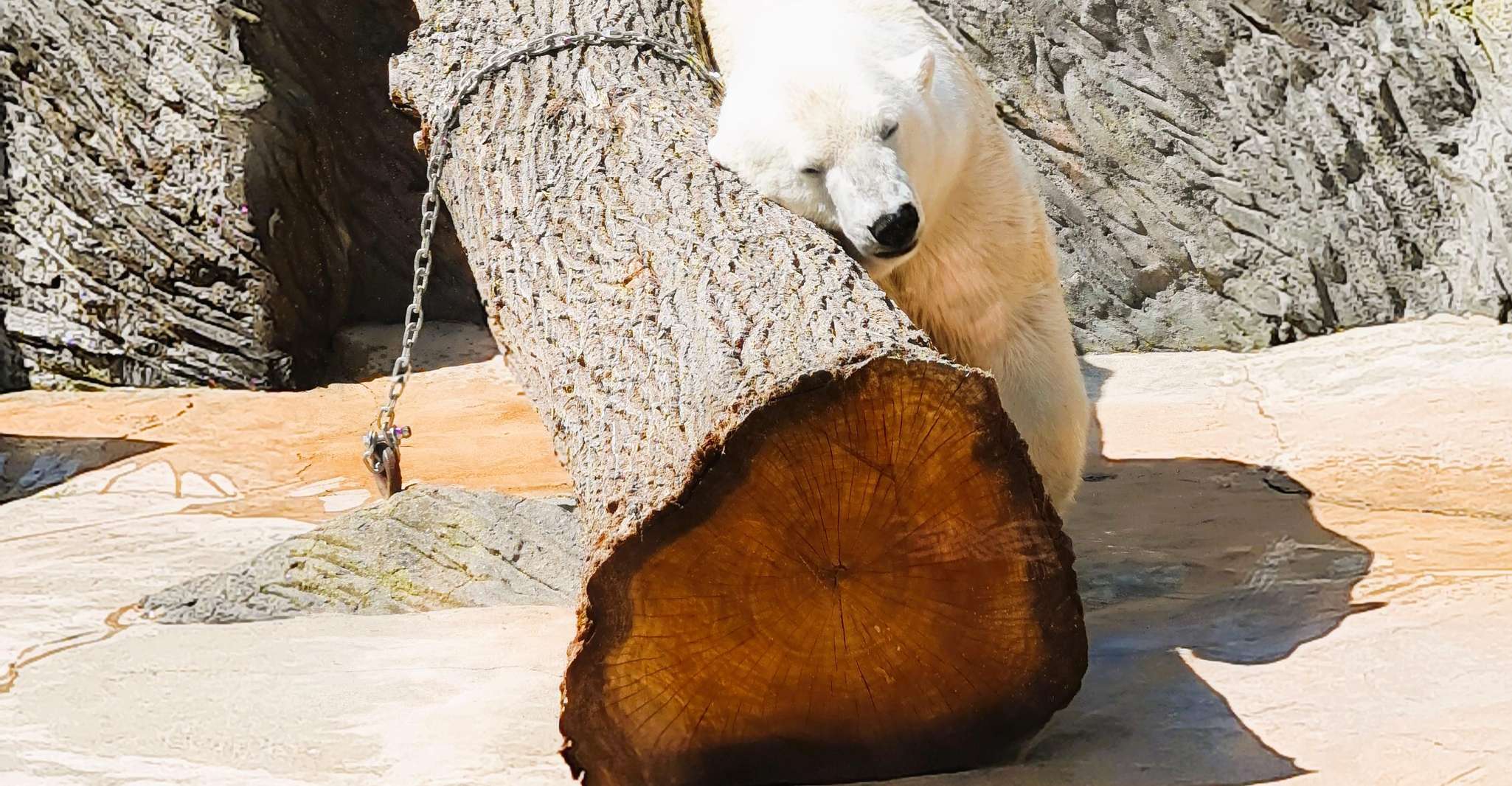 Prague: Prague Zoo Audio Guide with E-Ticket