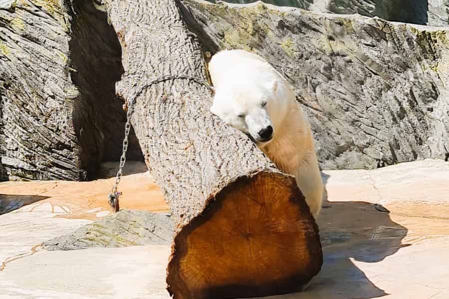 Prag: Audioguide des Prager Zoos mit E-Ticket. Foto: GetYourGuide