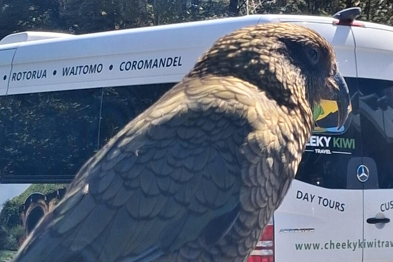 Christchurch: Waimakariri River Train & Castle Hill Day Tour