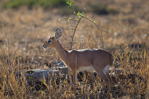 Chobe: Safari Game Drive