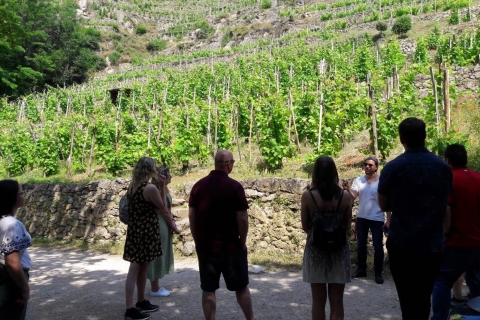 Depuis Lyon : excursion sur les vins du BeaujolaisExcursion sur les vins d'une demi-journée