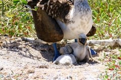 Birdwatching | Santa Cruz, Ecuador things to do in Galapagos