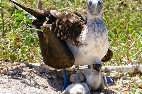 MEJOR EXCURSIÓN DE OBSERVACIÓN DE AVES Y SNORKEL EN LA ISLA SEYMOUR NORTE