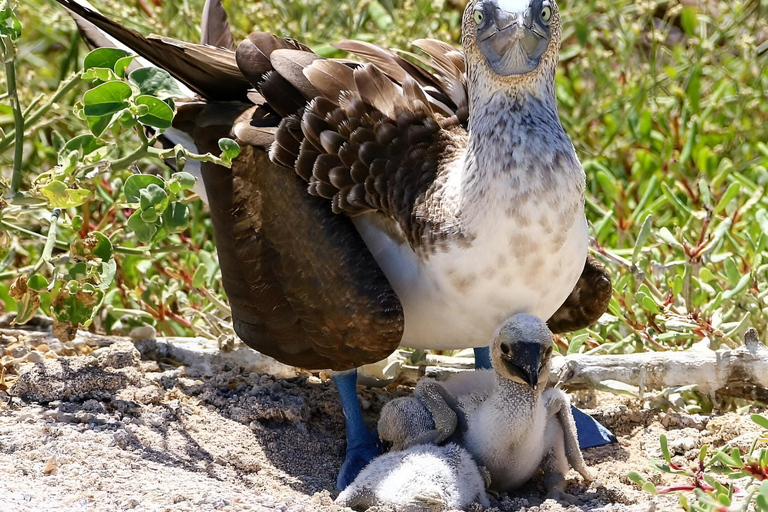 IL MIGLIOR TOUR DI BIRDWATCHING E SNORKELING SULL&#039;ISOLA DI NORTH SEYMOUR