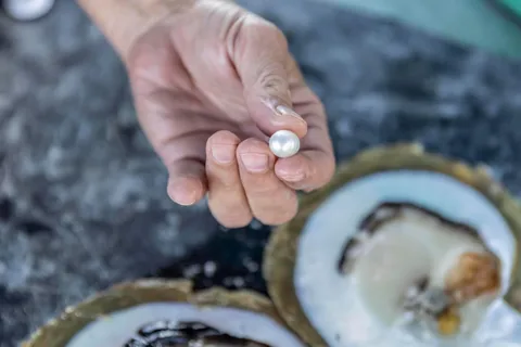 Broome: Paspaley Pearl Farm Afternoon Tour with Transfers