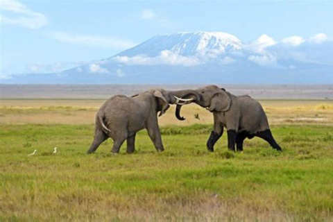 Nairobi: Amboseli National Park Day Tour with Lunch Amboseli National Park Day Trip with lunch private tour.