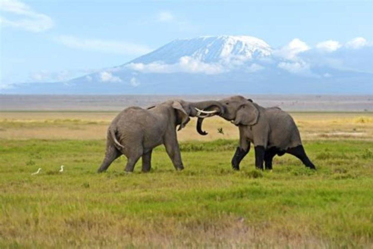 Nairobi: Amboseli National Park Day Tour with Lunch Amboseli National Park Day Trip with lunch private tour.