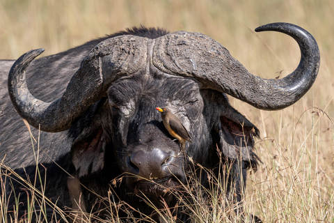 Viaggio di un giorno da Nairobi a Maasai Mara - AWNairobi: Escursione di un giorno nella Riserva Nazionale di Maasai Mara - Privato