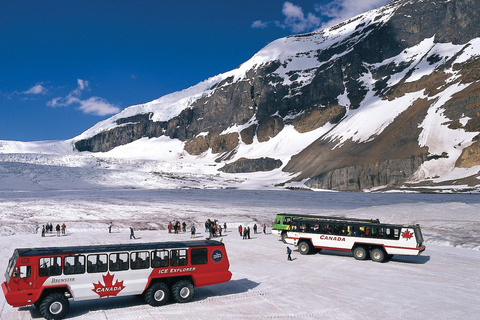 De Calgary: Viagem de 1 dia ao Campo de Gelo Columbia, Lagos Peyto e BowPasseio com ingresso