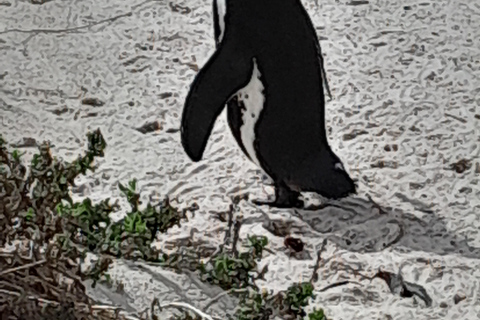 Robben Island, Penguins & Cape of Good Hope Adventure