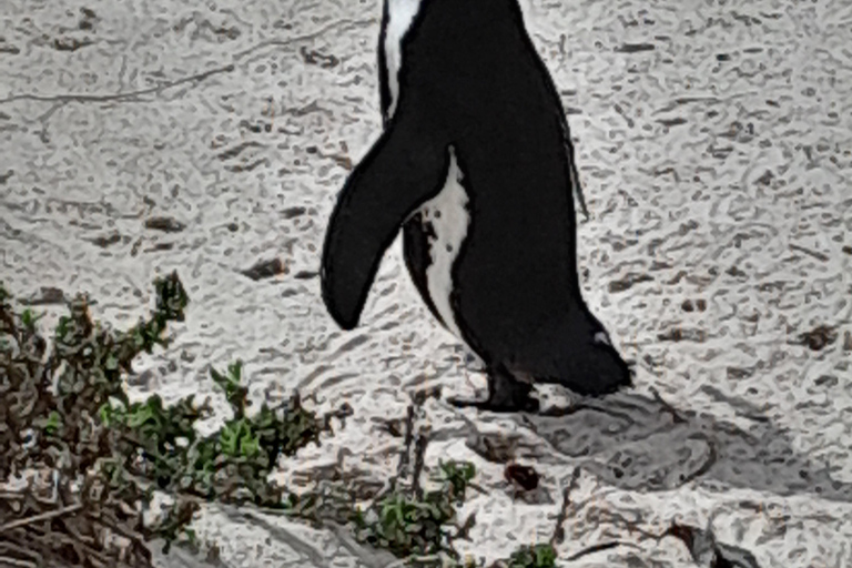 Robben Island, Penguins & Cape of Good Hope Adventure
